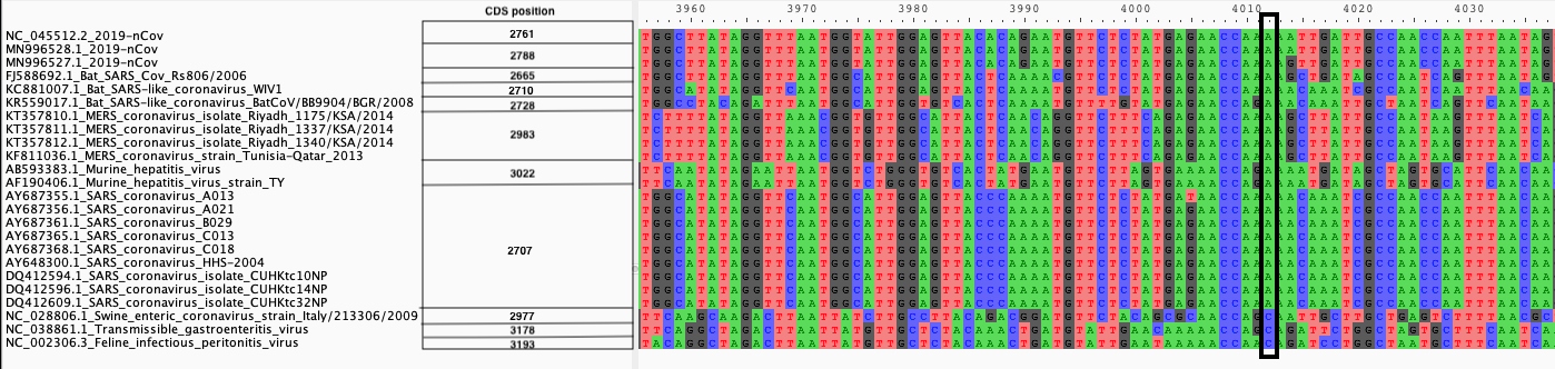 Nucleic Alignment of Spike proteins