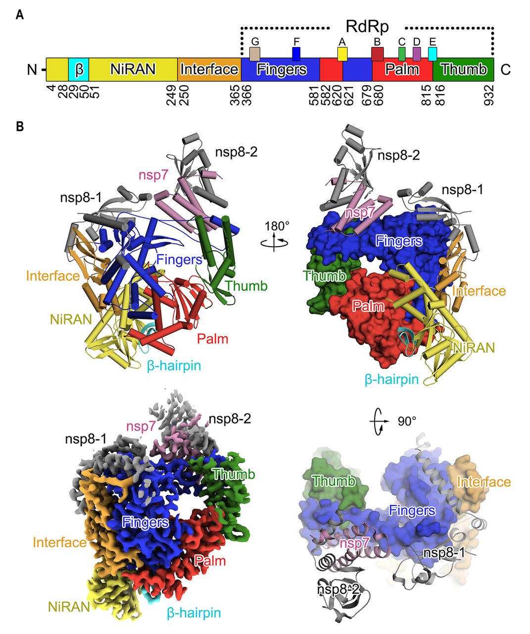 RNA dependant RNA polymerase | COVID-19 analysis on usegalaxy.★